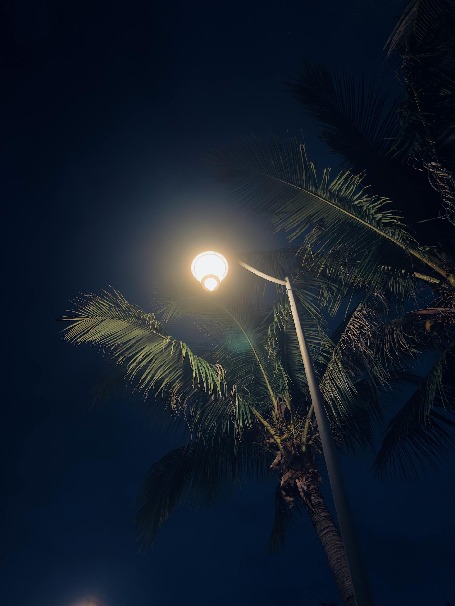 Palm tree night